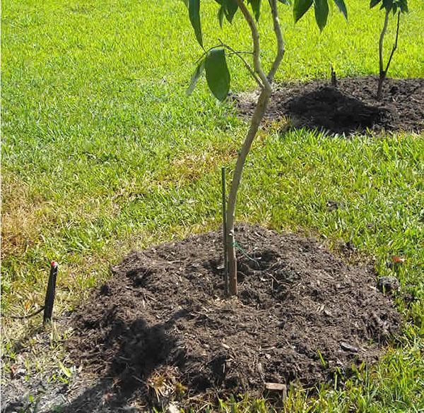 trunk sirkel mulching