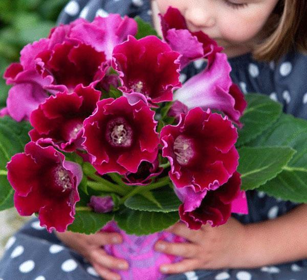 rikelig blomstring av gloxinia