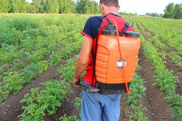 traktowanie ziemniaków przed szkodnikami