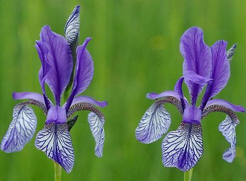 spesiell sibirisk iris