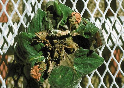 gloxinia umírá