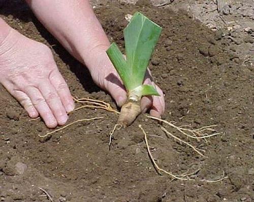 plante iris