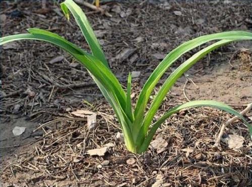 ปลูก daylily