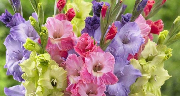 frodig bukett gladioli