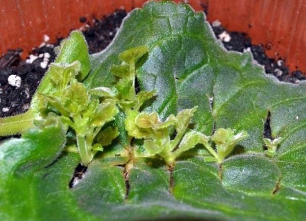 gloxinia bladformering