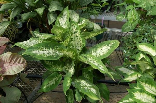 พันธุ์ Dieffenbachia