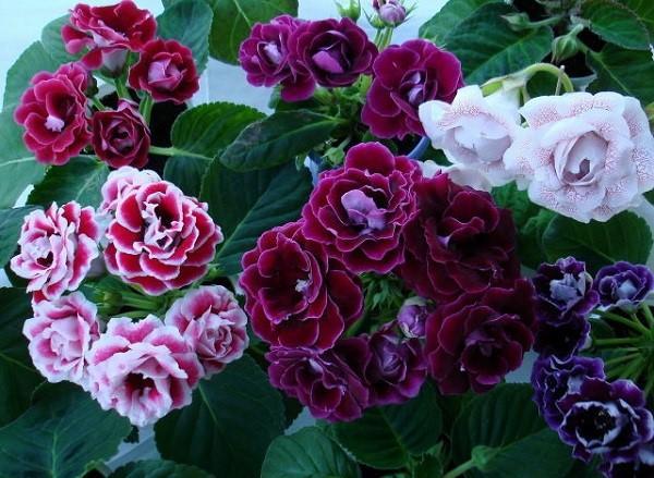 gloxinia ของพันธุ์ต่าง ๆ