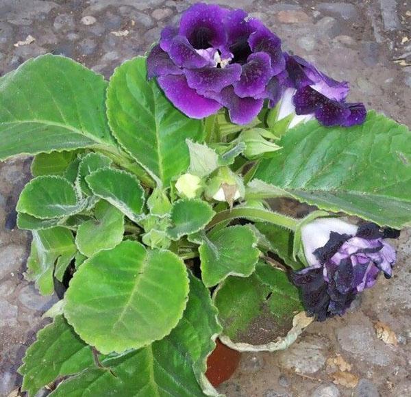 Gloxinia มีผลต่อใบ