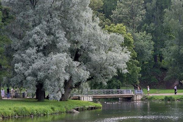 วิลโลว์สีขาวที่น่าตื่นตาตื่นใจ