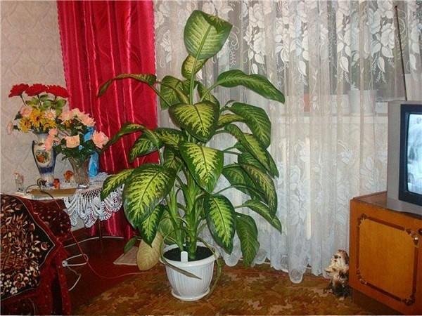 การตกแต่งภายใน Dieffenbachia