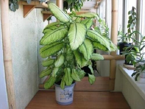 dorosłe dieffenbachia