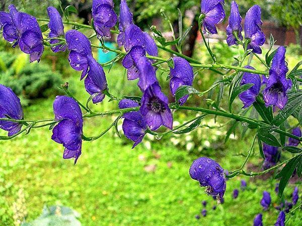 Dzhungarian aconite สำหรับการรักษามะเร็ง