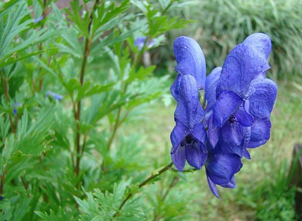 použití Dzungarian aconite v medicíně