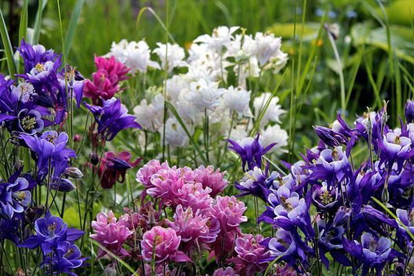 aquilegia ของพันธุ์ต่าง ๆ ในประเทศ