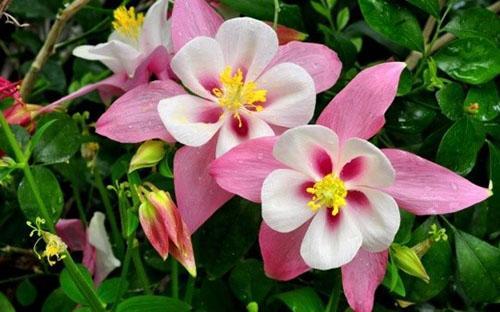 บุปผา aquilegia