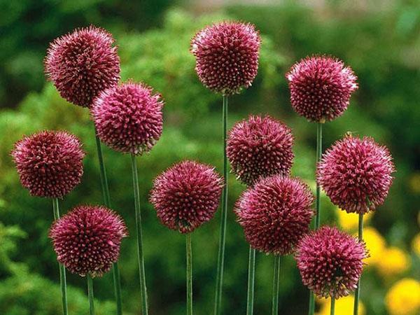 allium rundhodet