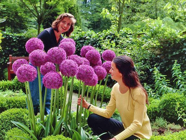 allium ที่กระท่อมฤดูร้อนของพวกเขา