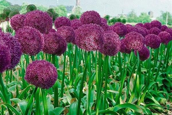 การเติบโตของ Allium