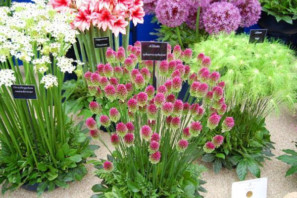 allium ของพันธุ์ที่แตกต่างกัน