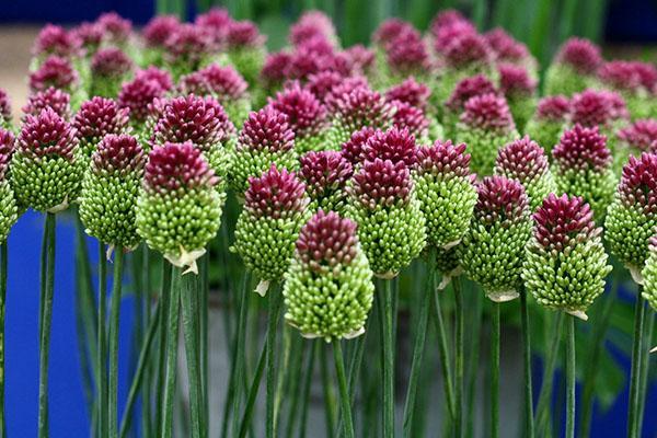 Allium sfærocefalon