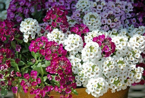 alyssum ในหม้อบนเว็บไซต์