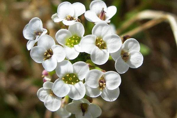 ช่อดอกที่ละเอียดอ่อนของ alyssum