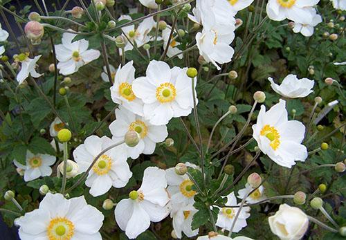 anemonowa hybryda honorine jobert