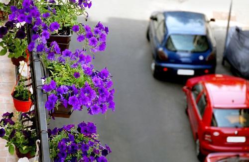 balkong med blomster