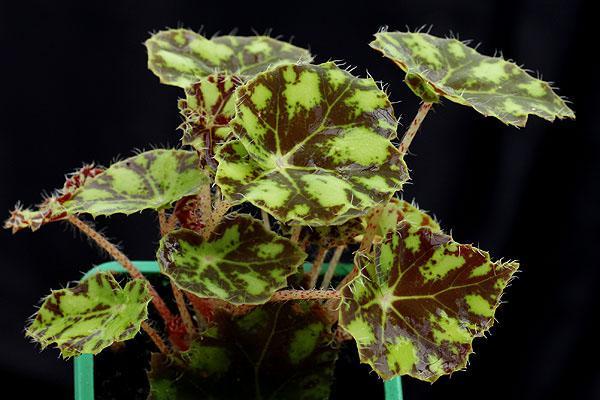 asymmetriske begonia blader