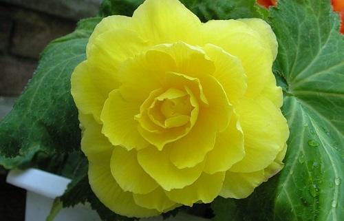 pełna begonia