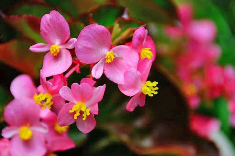 unisex květiny begonia