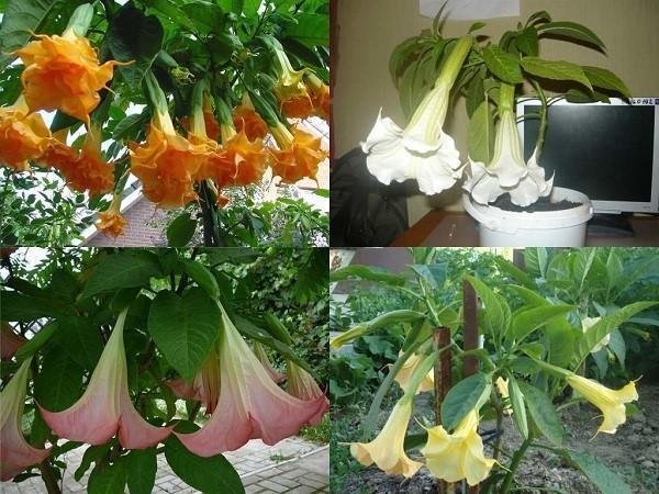 brugmansia różnych odmian