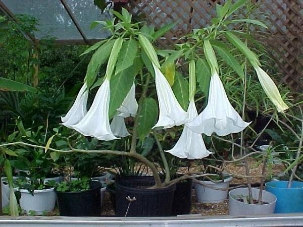 brugmansia ในสภาพห้อง