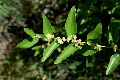 blomstrende ziziphus