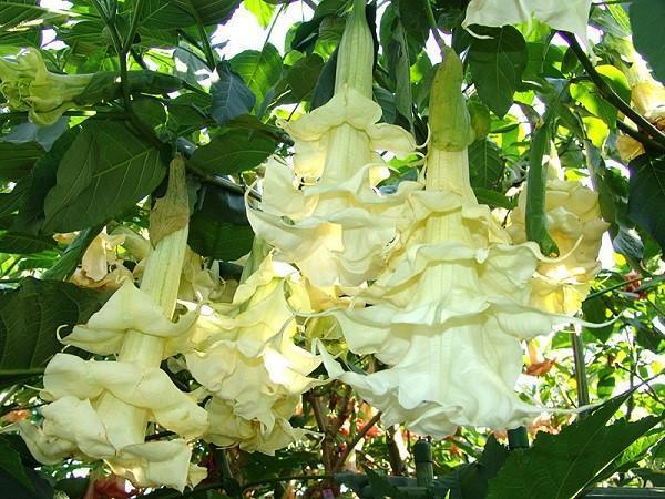 Terry Brugmansia kvete