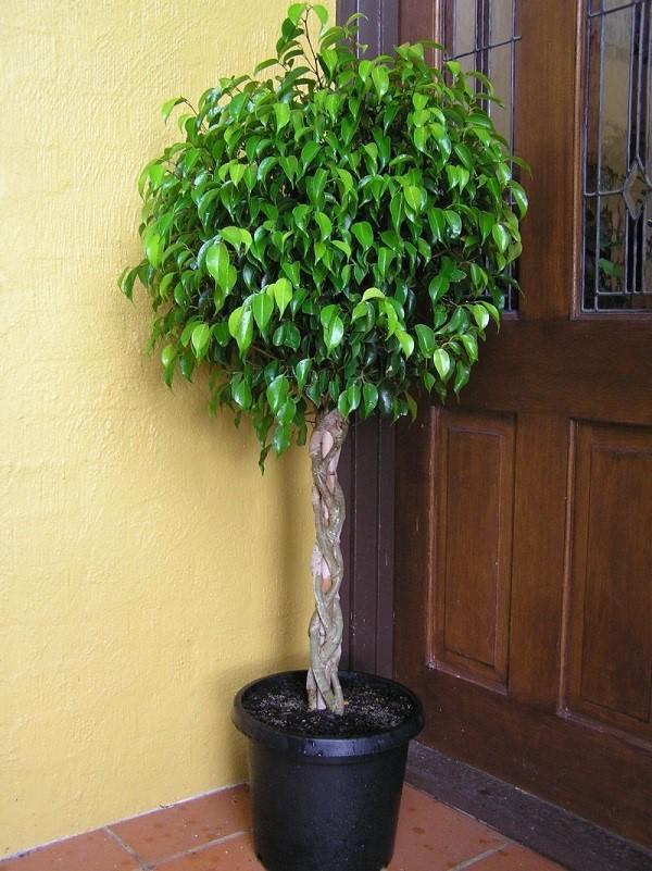 ficus benjamin v místnosti