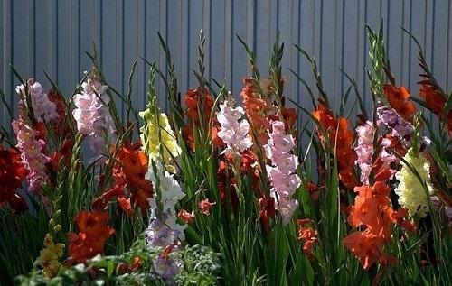 gladioli