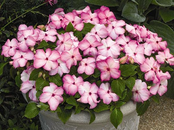 Impatiens Waller