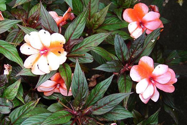 Impatiens หาบเร่