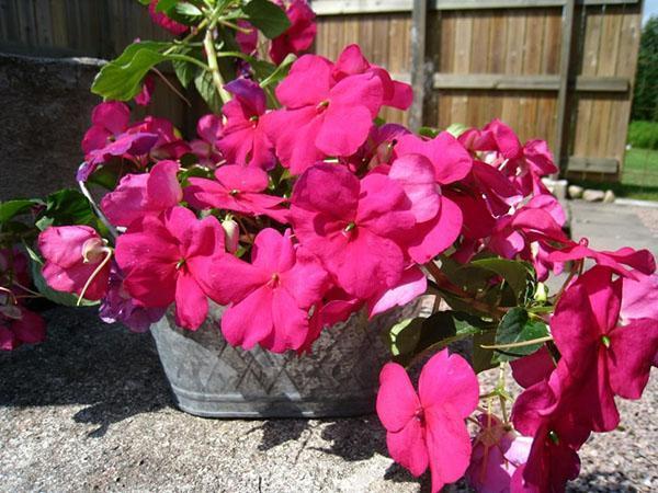 potted impatiens