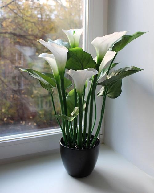 calla ethiopian