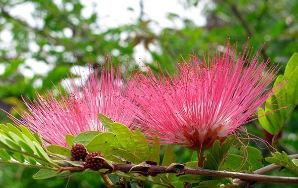 uvanlig blomstring av Lankaras akasie