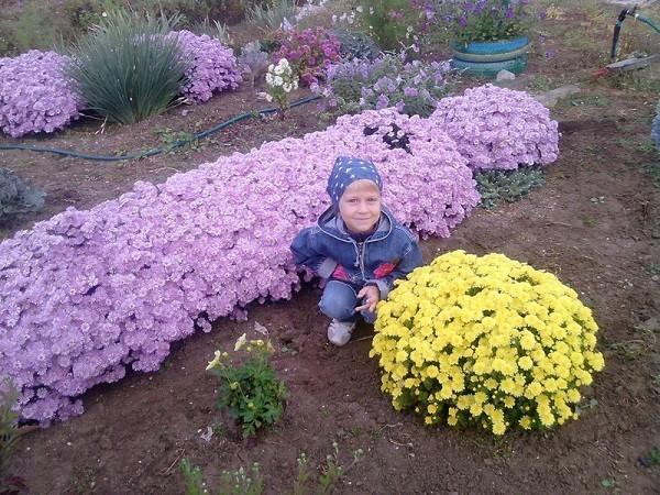 flerårige asters