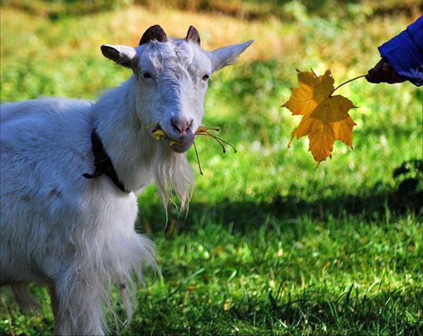 kozy na farmě