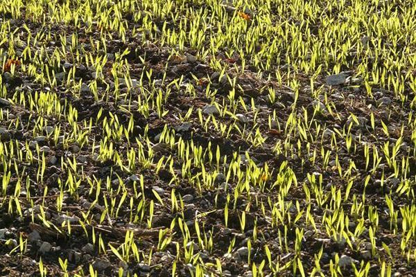 proljetna obnova vegetacije ozime pšenice