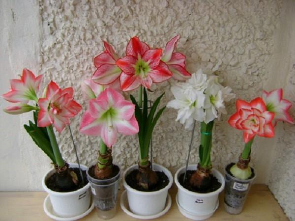 frodig blomst av amaryllis