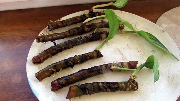 การขยายพันธุ์ของ aglaonema โดยการปักชำ