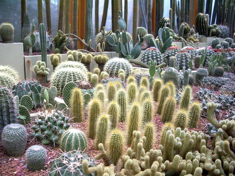 ประเภทของ cacti