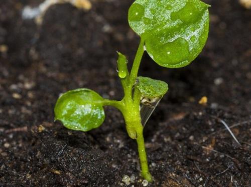 frøplanter av philodendron