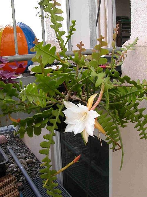 epiphyllum เชิงมุม